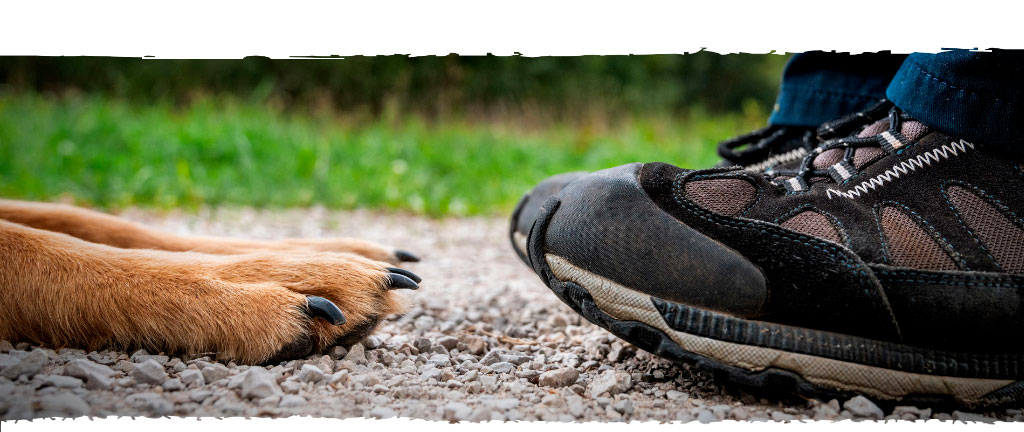 fotografie-jelozi-startseite-tiershooting-unterseite-handy