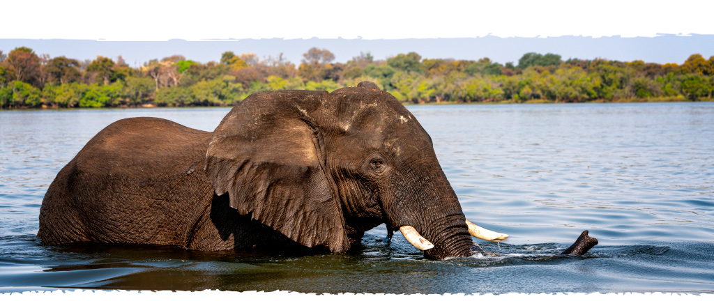 fotografie-jelozi-startseite-tierfotografie-elefant-unterseite-handy