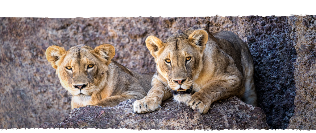 fotografie-jelozi-startseite-tierfotografie-unterseite-blog-loewen-felsen-handy