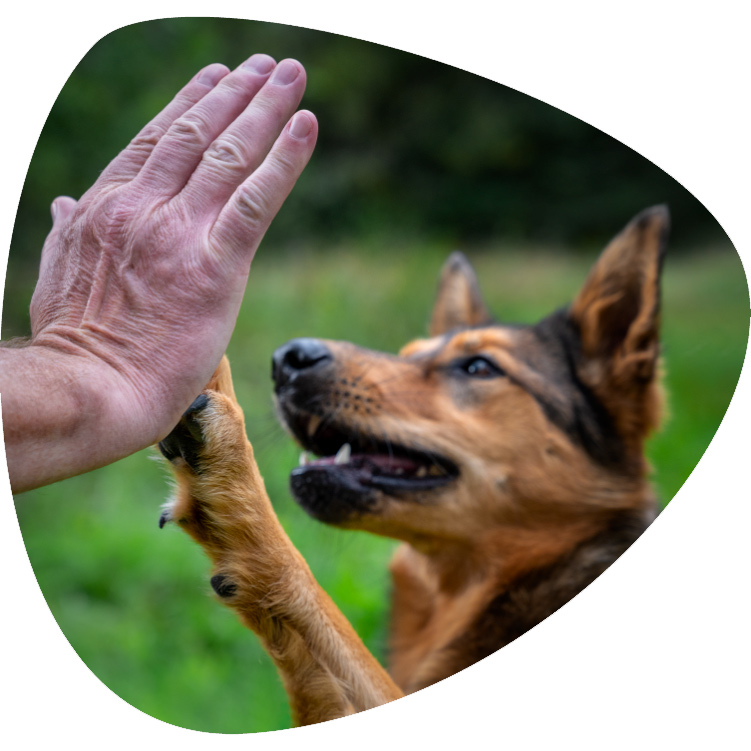 fotografie-jelozi-startseite-tiershooting-hund