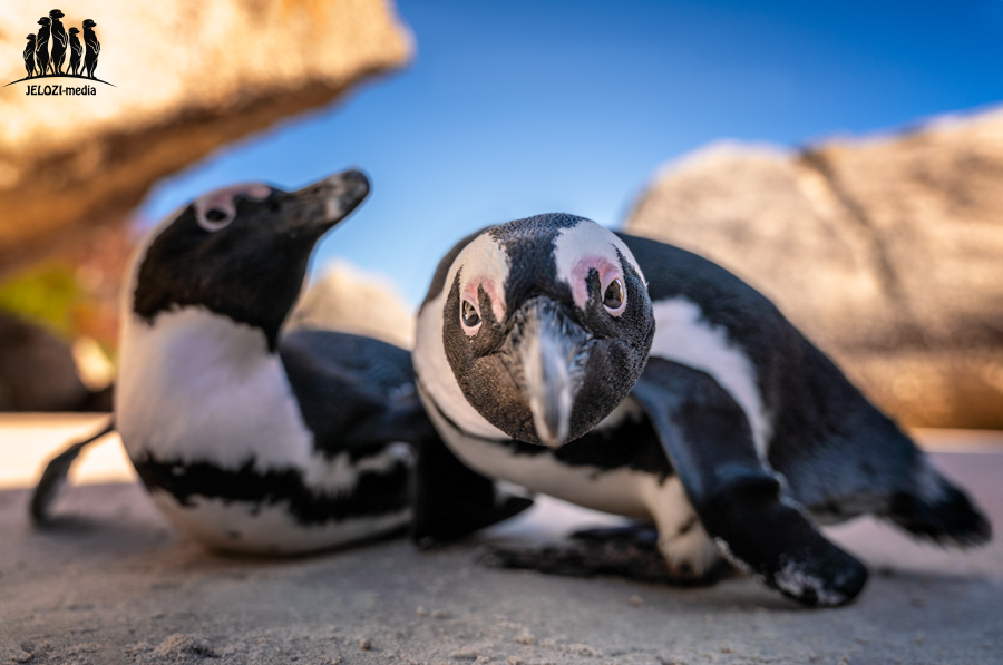 Pinguine - Afrika, Südafrika - JELOZI