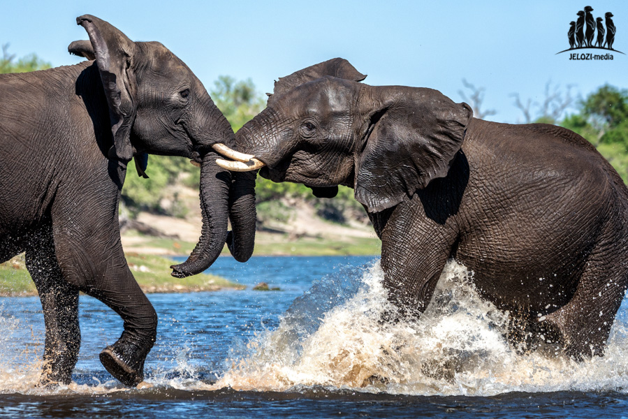 kämpfende Elefanten - Afrika, Botswana - JELOZI
