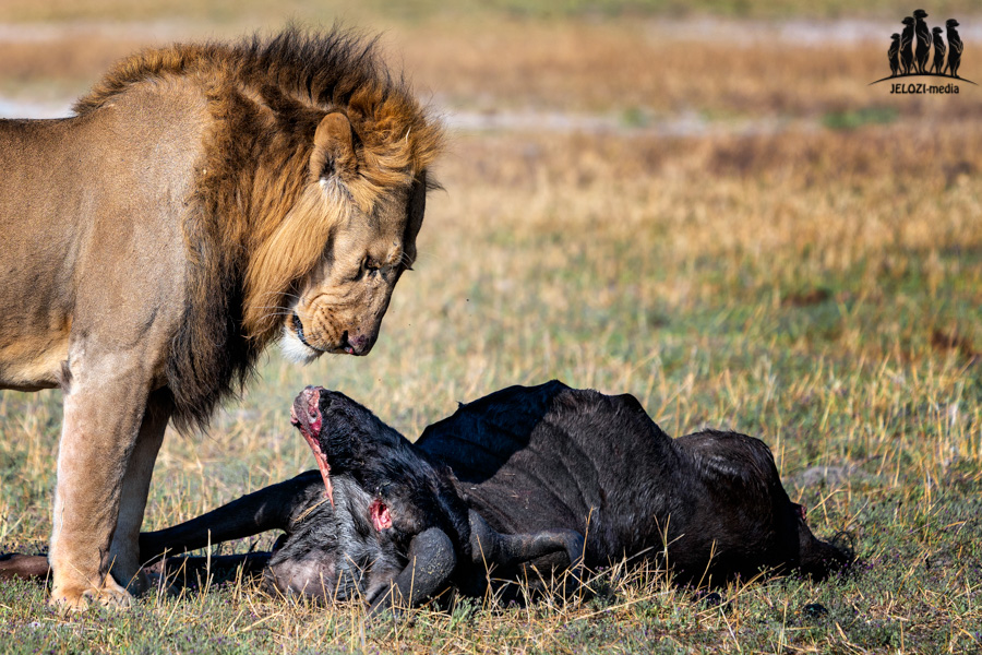 Löwenblick auf Büffelkill - Afrika, Simbabwe - JELOZI
