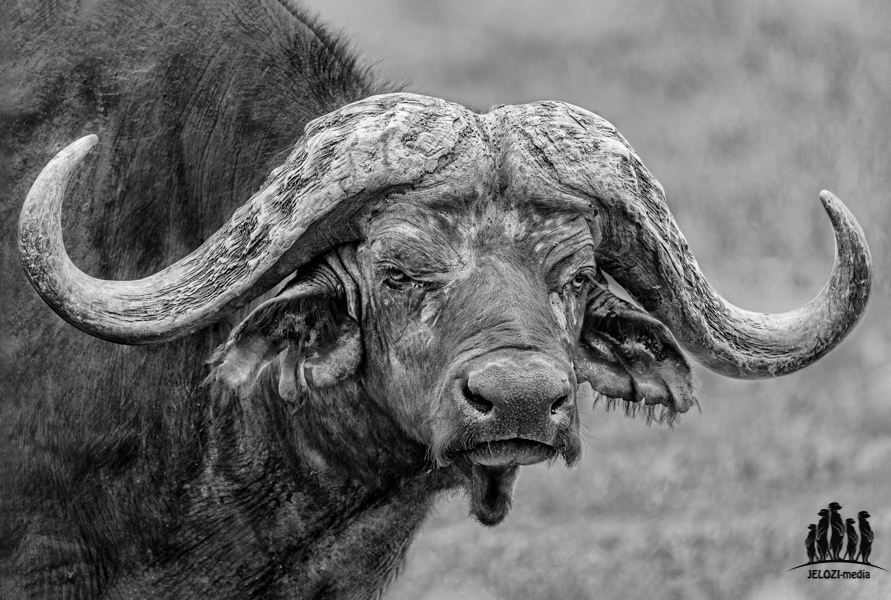 Büffelportrait - Afrika, Tansania - JELOZI
