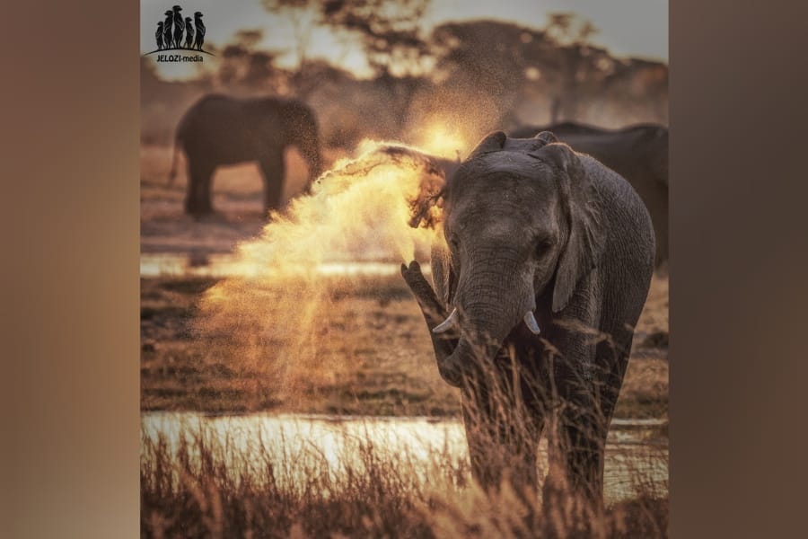 Elefant Beim Sandbad Fotoreise Simbabwe Jelozi Com