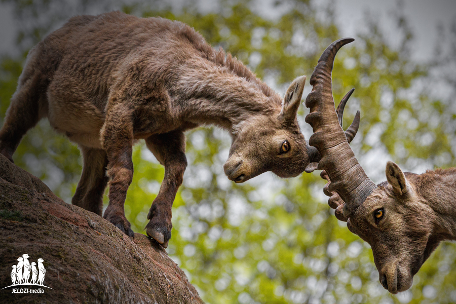 Steinböcke - Tiergarten Nürnberg - JELOZI