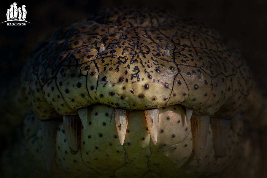Krokodilmaul - Afrika, Botswana - JELOZI