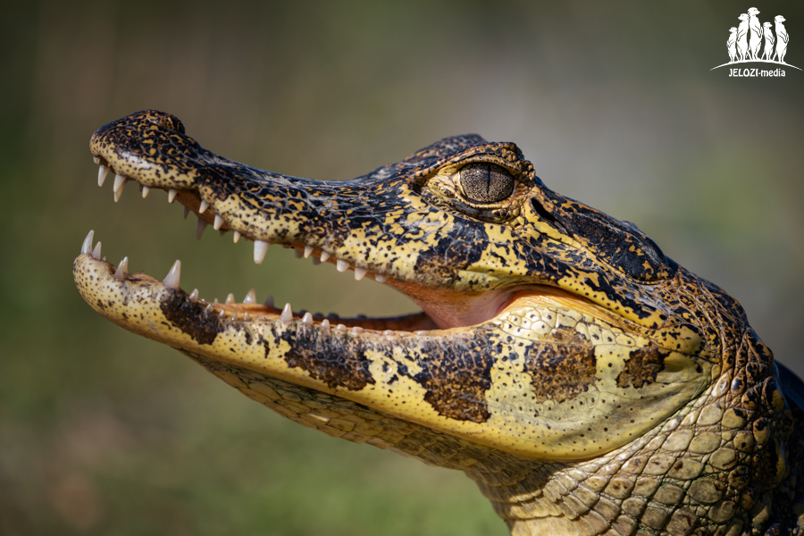Krokodilportrait - Brasilien, Pantanal - JELOZI