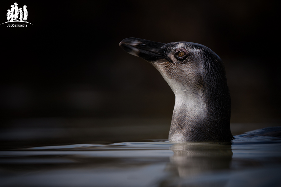 Pinguinportrait - Afrika, Südafrika - JELOZI