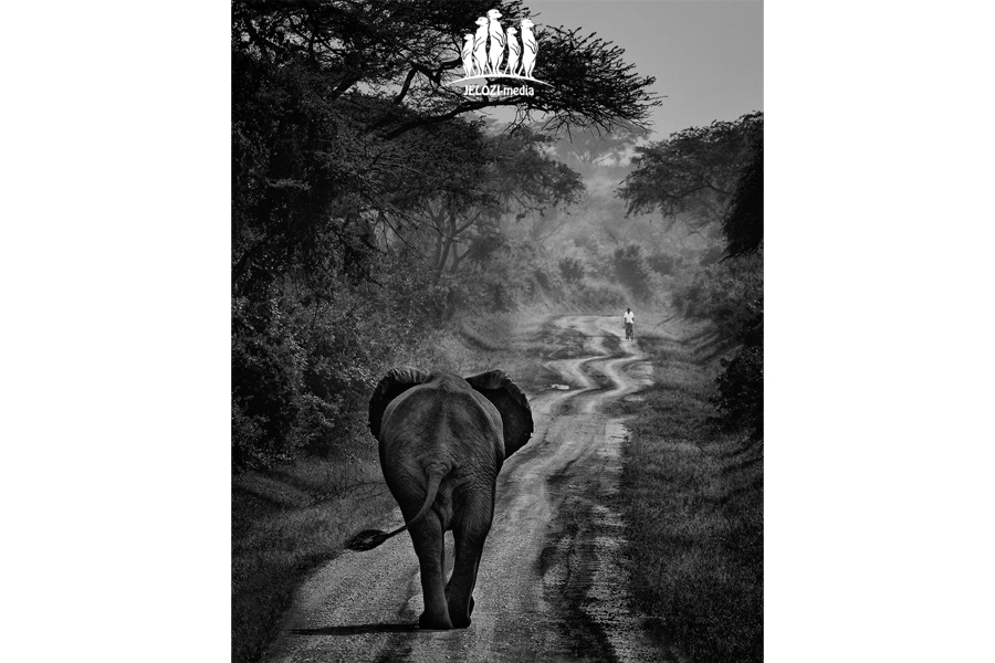 jelozi-fotografie-fotoreise-fotosafari-afrika-uganda-elefant