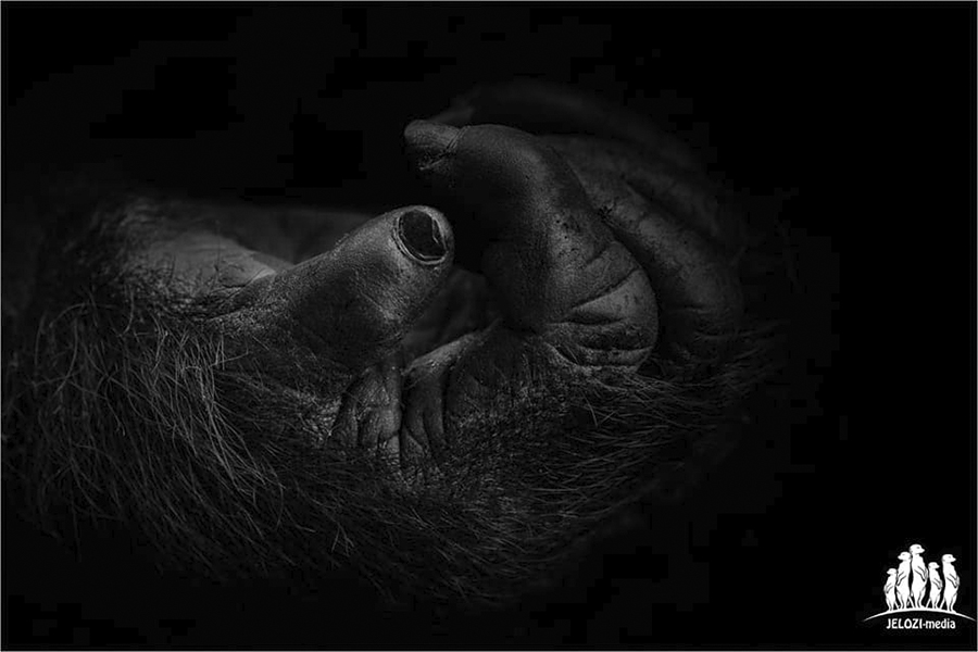 jelozi-fotografie-fotoreise-fotosafari-afrika-uganda-gorilla
